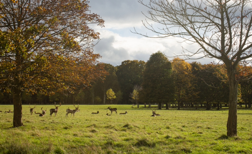 Phoenix Park